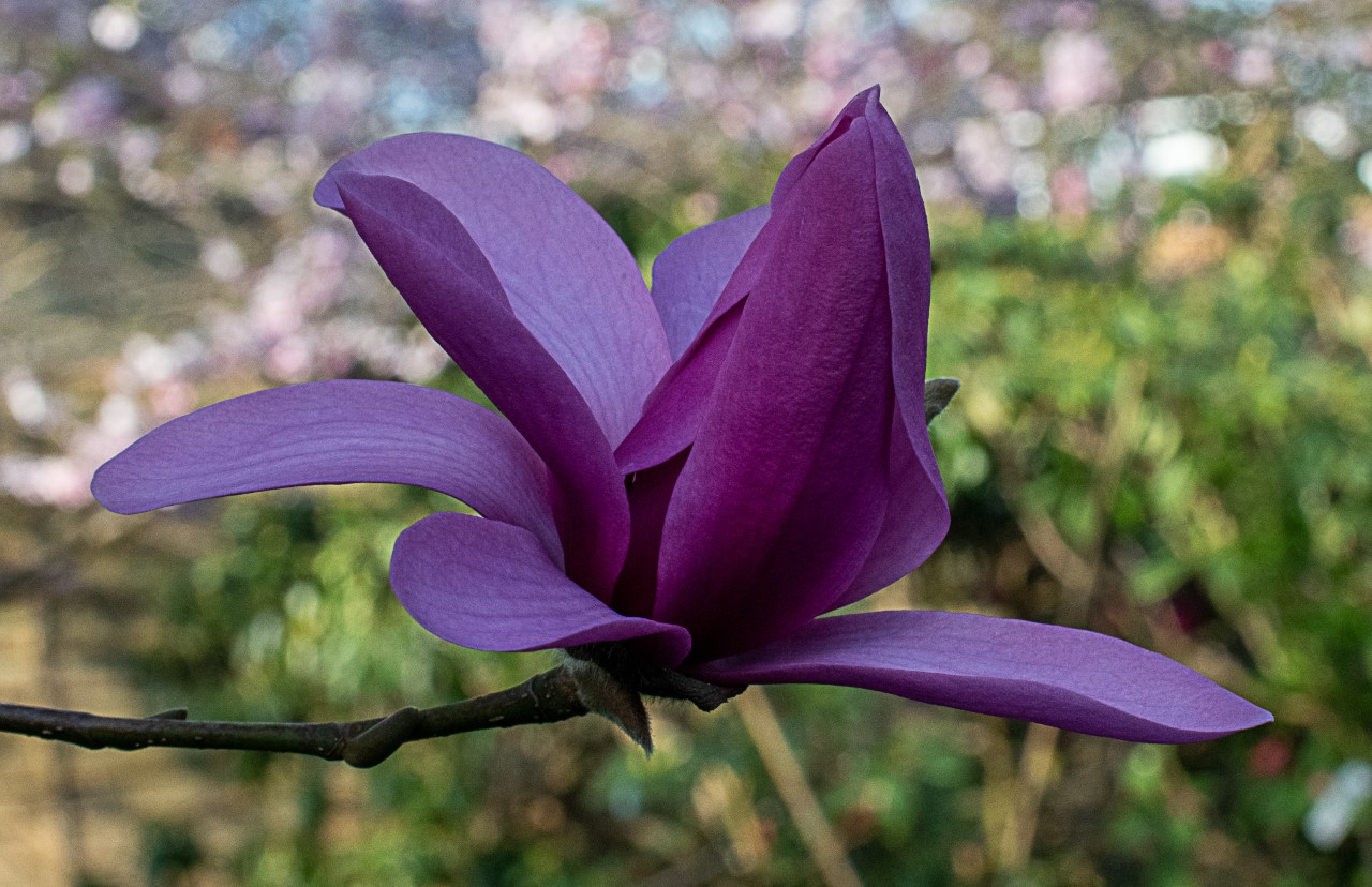 M. 'Vulcan'